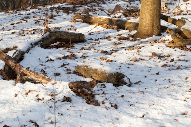 Photographié la nature pendant le temps après une petite chute de neige.