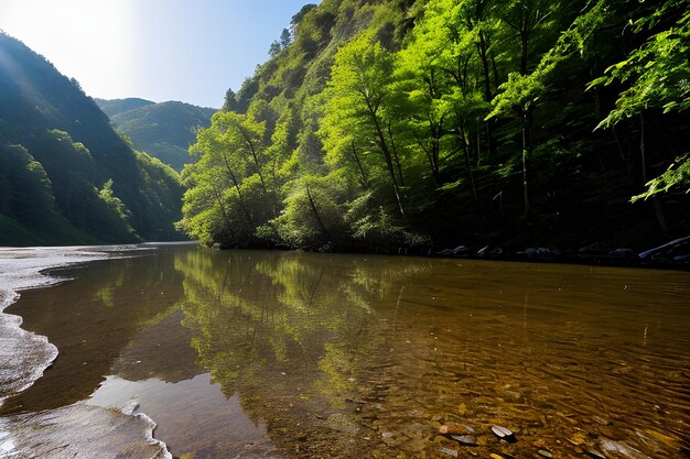 Photo une photographie de la nature