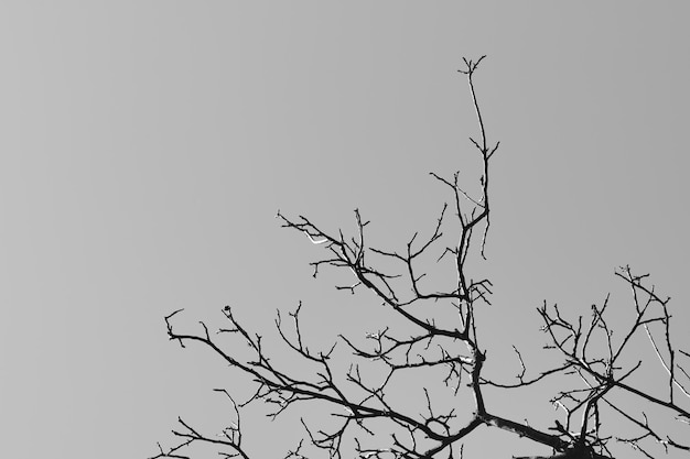 Photographie en noir et blanc de branches d'arbres contre un ciel dramatique