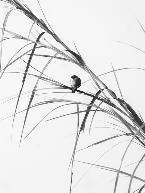 Une photographie noir et blanc esthétique et minimaliste d'oiseaux perchés sur l'herbe.