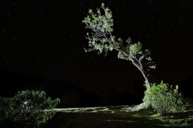 Photographie de nuit d'un arbre molle (Schinus molle)