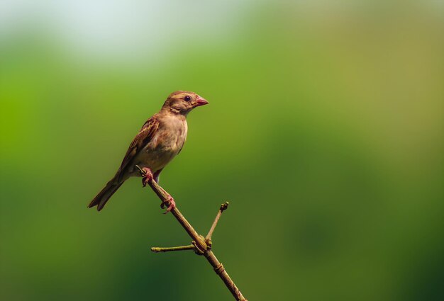 Photographie des oiseaux La plus belle photo d'oiseau Photographie de la nature