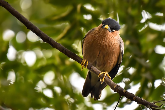 Photographie des oiseaux La plus belle photo d'oiseau Photographie de la nature