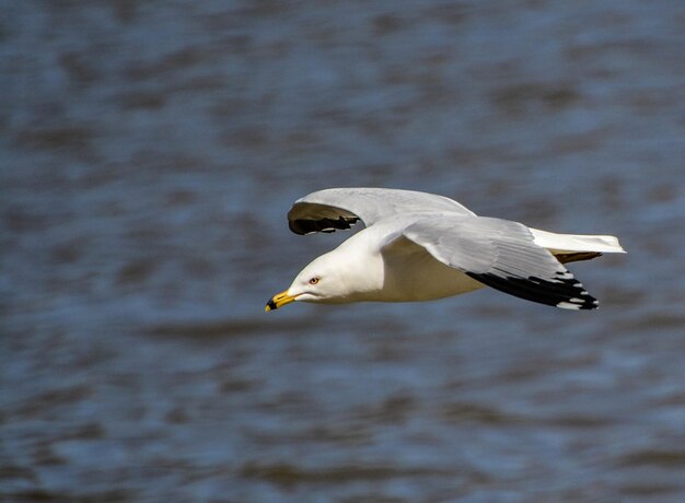 Photographie des oiseaux La plus belle photo d'oiseau Photographie de la nature