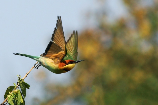 Photographie des oiseaux La plus belle photo d'oiseau Photographie de la nature