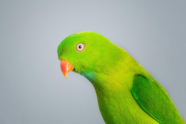 Photographie des oiseaux La plus belle photo d'oiseau Photographie de la nature