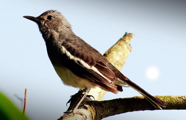 Photographie des oiseaux La plus belle photo d'oiseau Photographie de la nature