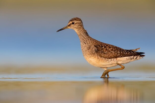 Photographie des oiseaux La plus belle photo d'oiseau Photographie de la nature