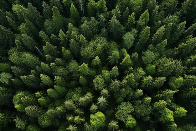 Photographie par drone forestier