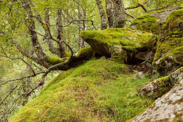 photographie avec paysages et nature en norvège