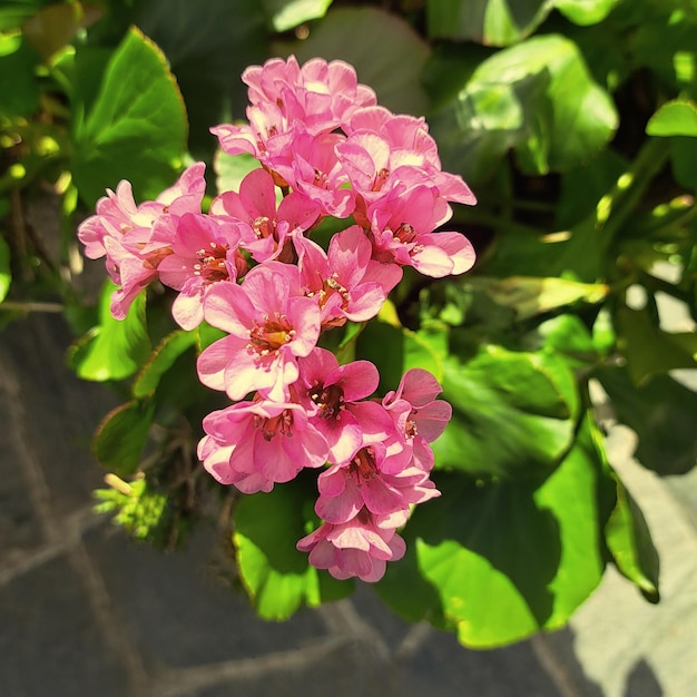 Photographie de la petite fleur régulière de la plante Bergenia crassifolia au printemps