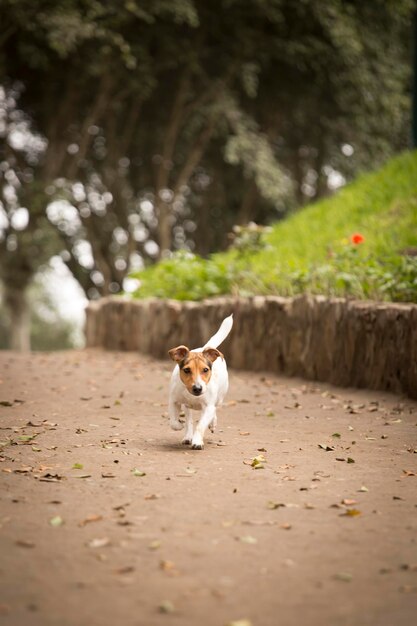 La photographie de petits chiens de compagnie