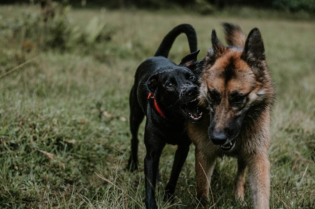 Photographie de portrait canine à l'air libre