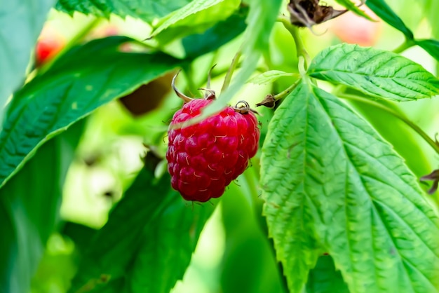 Photographie pour toute la baie mûre framboise rouge feuille de tige verte pour le médicament framboise photo composée de branche framboise écorce rouge mûre nourriture douce manger framboises rouges fraîches sur la santé