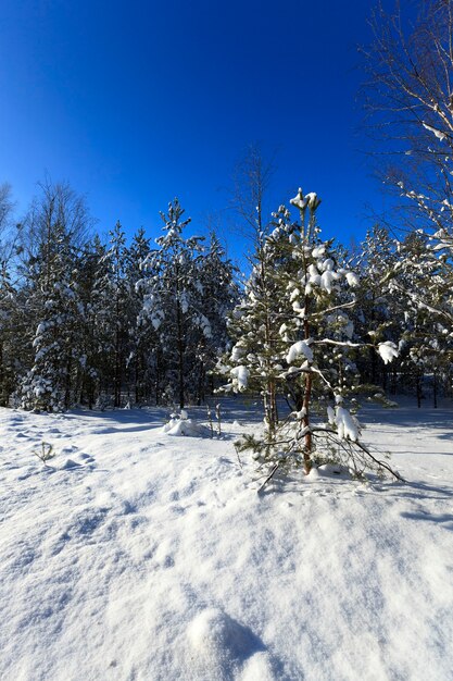 Photographié près de sapin en hiver