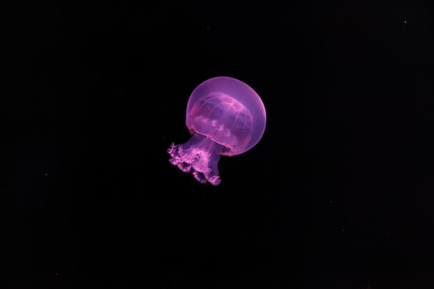 photographie sous-marine d'une belle méduse boulet de canon stomolophus meleagris gros plan