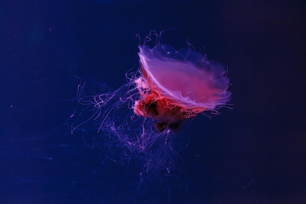 photographie sous-marine d'une belle méduse à crinière de lion cyanea capillata en gros plan