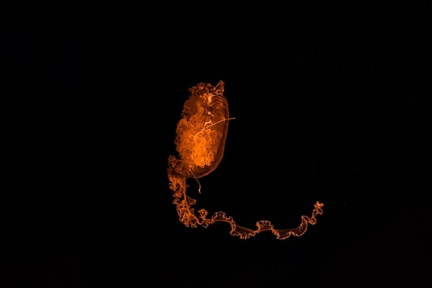 photographie sous-marine de belles méduses à rayures violettes Chrysaora colorata en gros plan