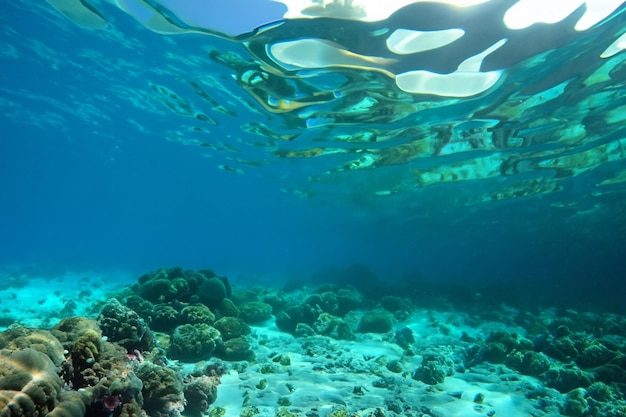 Photographie sous-marine avec mer bleue et récif corallien