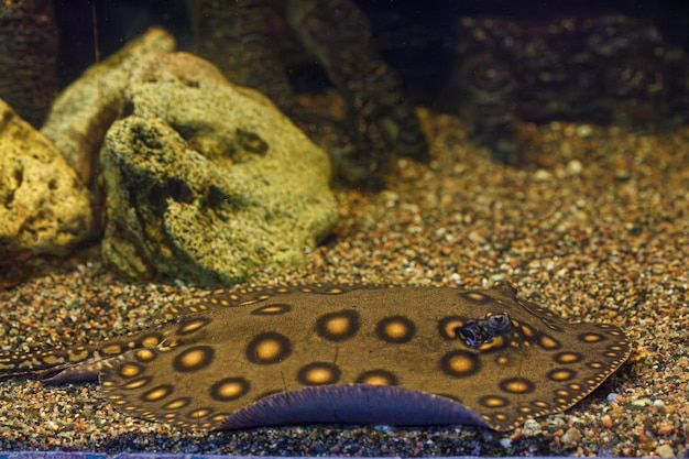 photographie sous-marine de poissons Potamotrygon motoro gros plan