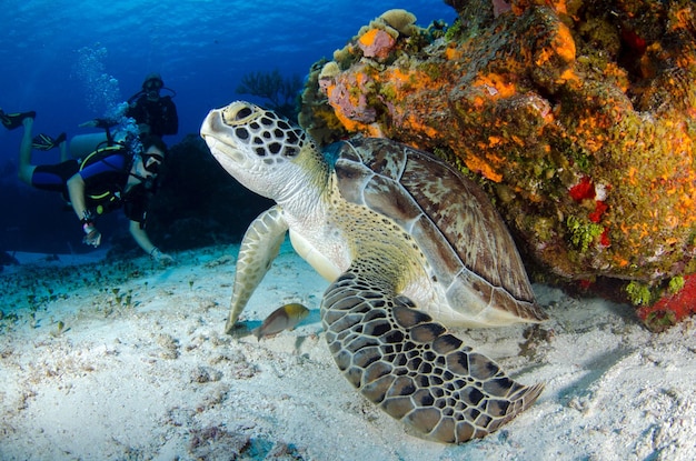 photographie sous la mer