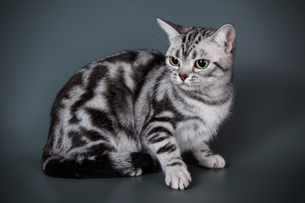 Photographie de studio d'un chat américain à poil court sur fond coloré