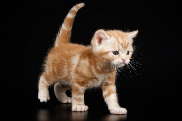 Photographie de studio d'un chat américain à poil court sur fond coloré