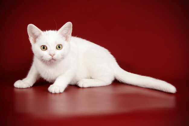 Photographie de studio d'un chat américain à poil court sur fond coloré