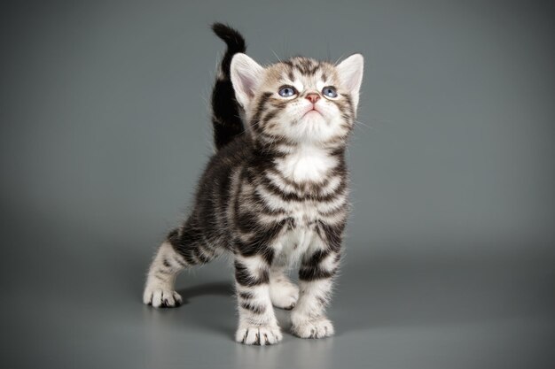 Photographie de studio d'un chat américain à poil court sur fond coloré