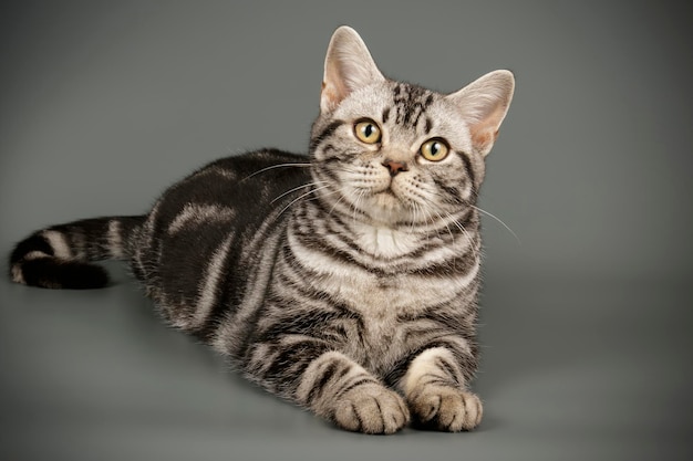 Photographie de studio d'un chat américain à poil court sur fond coloré