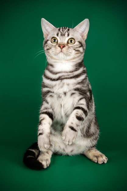 Photographie de studio d'un chat américain à poil court sur fond coloré