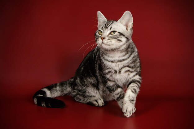 Photographie de studio d'un chat américain à poil court sur fond coloré