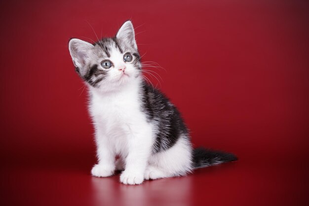 Photographie de studio d'un chat américain à poil court sur fond coloré