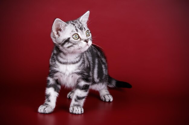 Photographie de studio d'un chat américain à poil court sur fond coloré