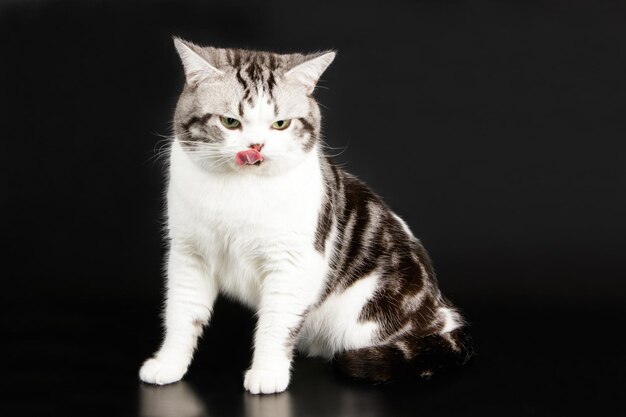 Photographie de studio d'un chat américain à poil court sur fond coloré