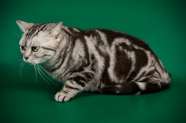 Photographie de studio d'un chat américain à poil court sur fond coloré