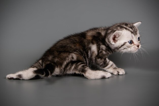 Photographie de studio d'un chat américain à poil court sur fond coloré