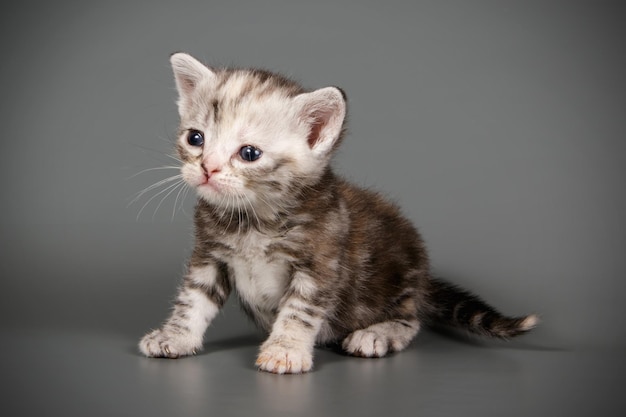 Photographie de studio d'un chat américain à poil court sur fond coloré