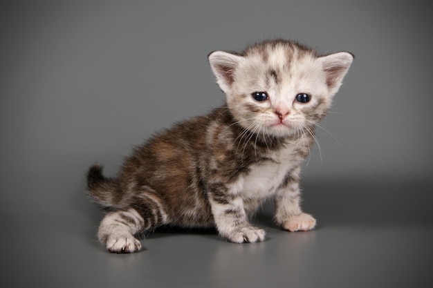 Photographie de studio d'un chat américain à poil court sur fond coloré