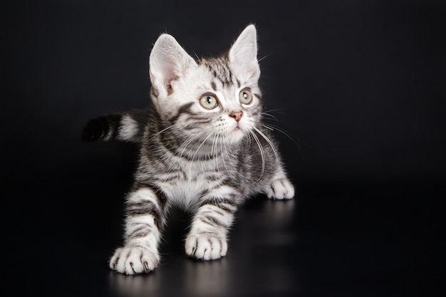 Photographie de studio d'un chat américain à poil court sur fond coloré