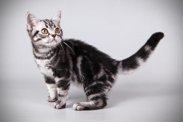 Photographie de studio d'un chat américain à poil court sur fond coloré