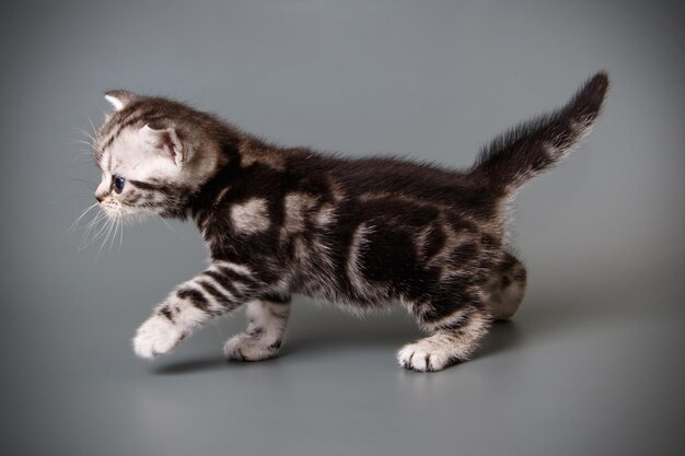 Photographie de studio d'un chat américain à poil court sur fond coloré