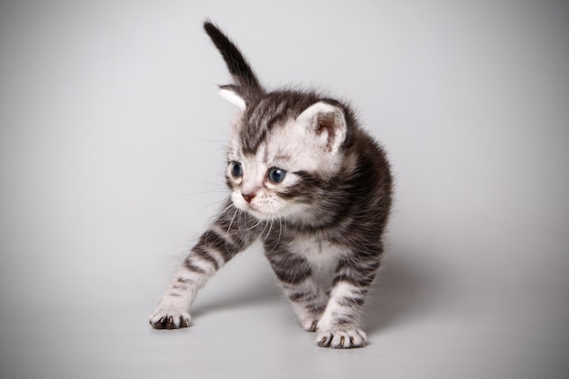 Photographie de studio d'un chat américain à poil court sur fond coloré