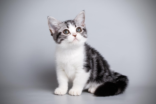 Photographie de studio d'un chat américain à poil court sur fond coloré