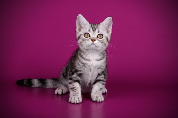 Photographie de studio d'un chat américain à poil court sur fond coloré