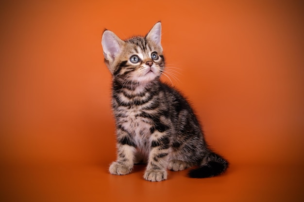 Photographie de studio d'un chat américain à poil court sur fond coloré