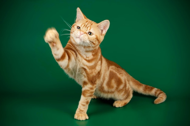 Photographie de studio d'un chat américain à poil court sur fond coloré