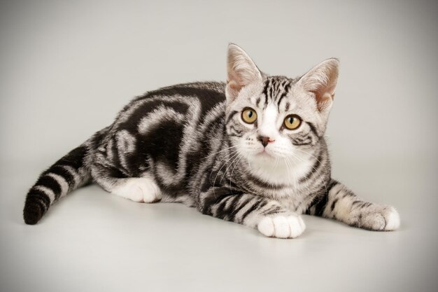 Photographie de studio d'un chat américain à poil court sur fond coloré