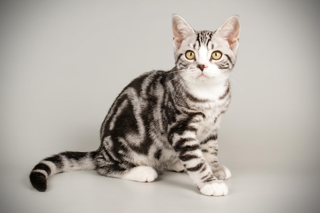 Photographie de studio d'un chat américain à poil court sur fond coloré