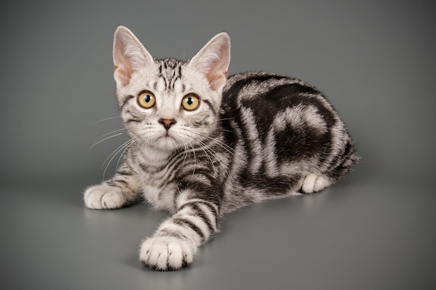 Photographie de studio d'un chat américain à poil court sur fond coloré